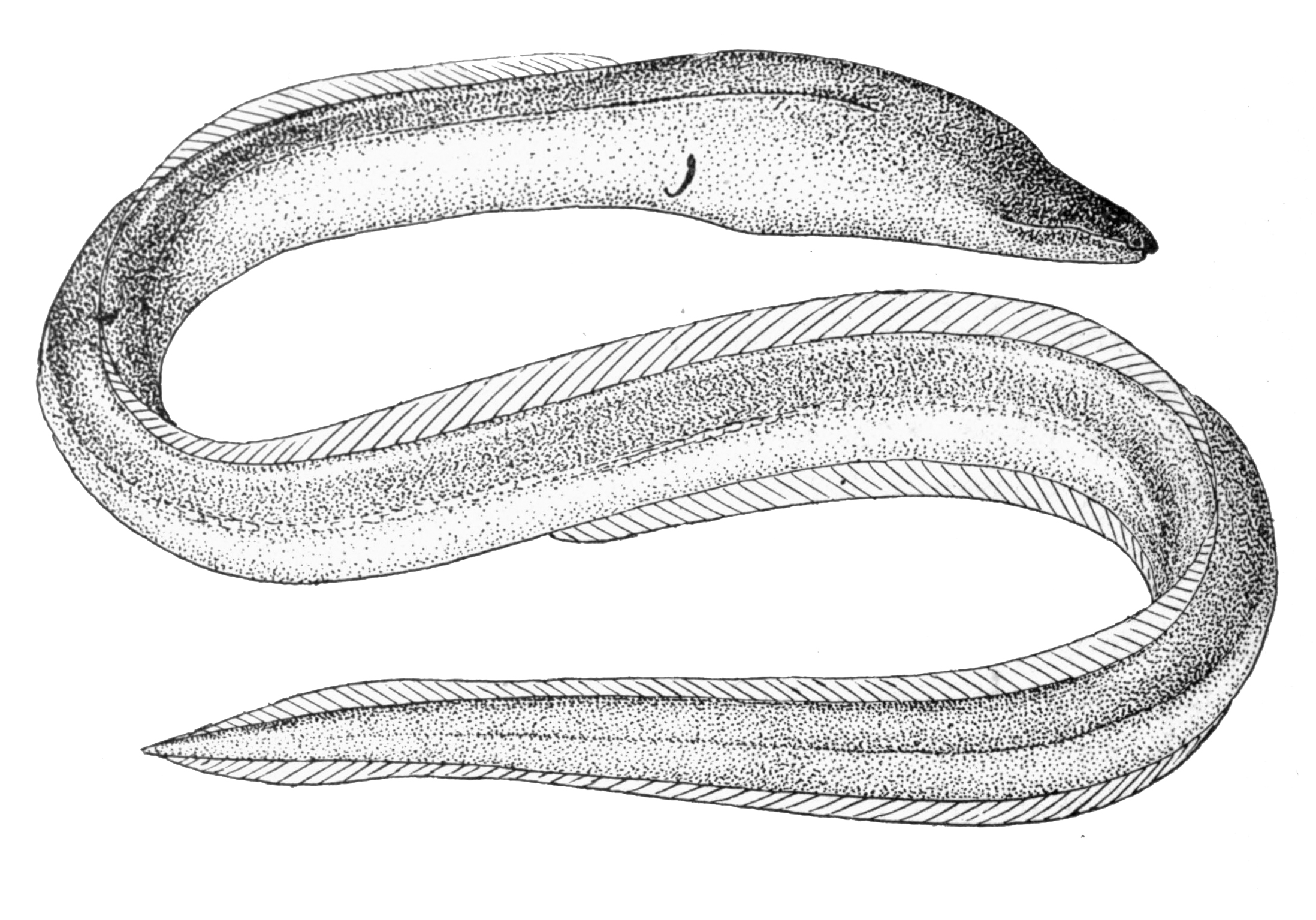 Eel Drawing at Explore collection of Eel Drawing