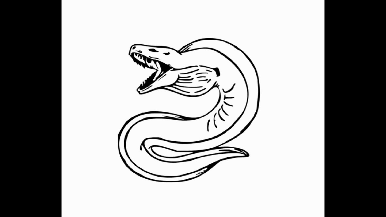 1280x720 how to draw eletric eel fish pencil drawing step - Eel Drawing