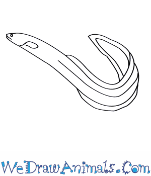 300x350 how to draw an american eel - Eel Drawing