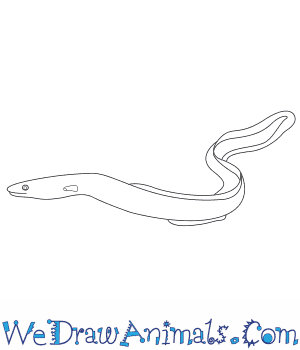 300x350 how to draw an eel - Eel Drawing