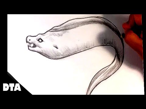 480x360 how to draw an electric eel - Eel Drawing