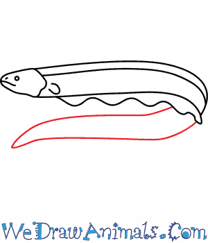 300x350 how to draw an electric eel - Eel Drawing