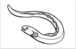 250x160 how to draw electric eel cartoon drawing step - Eel Drawing