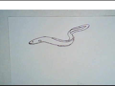 480x360 how to draw an eel - Eel Drawing