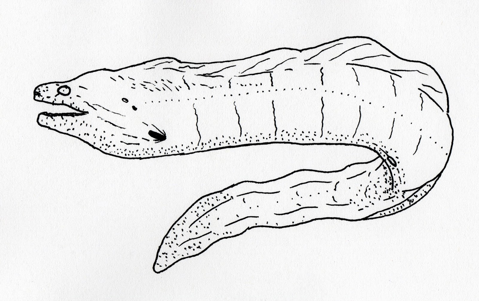 1600x1004 jared unzipped draw something moray eel - Eel Drawing
