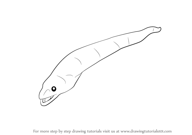 800x566 learn how to draw an eel - Eel Drawing