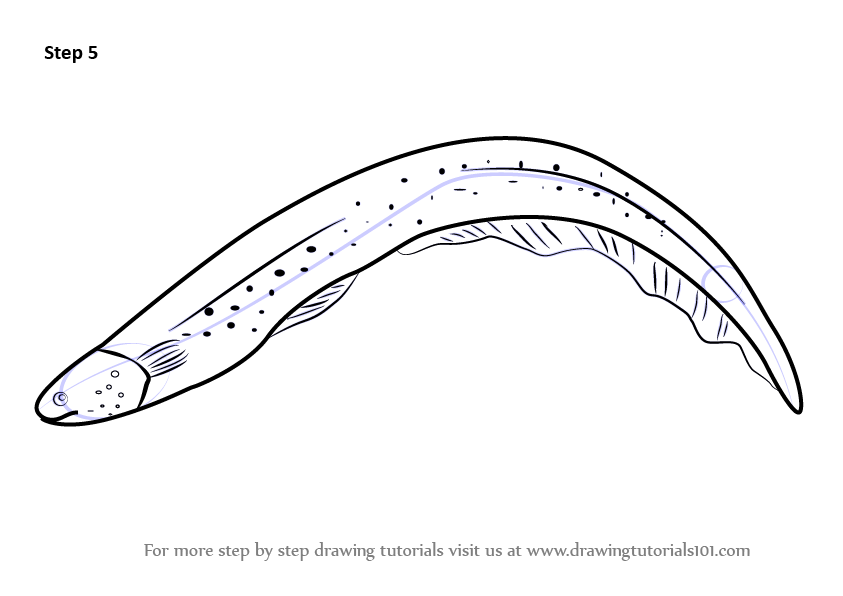 843x596 learn how to draw an electric eel - Eel Drawing
