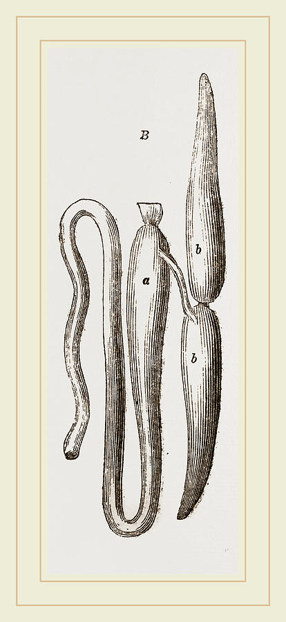 414x900 simming bladders of dace and conger eel drawing - Eel Drawing