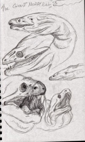 361x600 giant moray eel - Eel Drawing