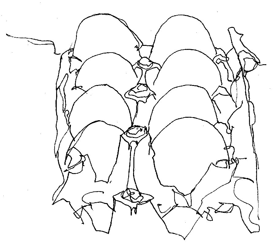 900x811 eggs carton line drawing chris carter artist webs chris - Egg Carton Drawing