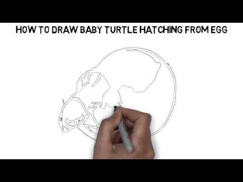 480x360 How To Draw Baby Turtle Hatching From Egg Quickly And Easily - Egg Hatching Drawing