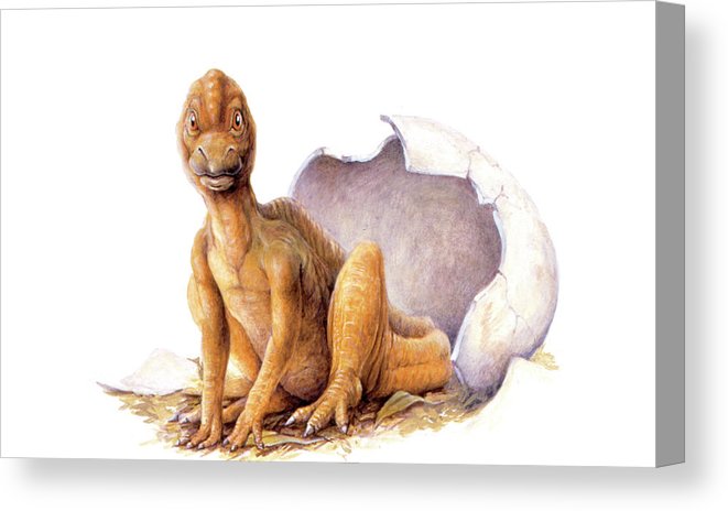661x464 Maiasaura Dinosaur Egg Hatching Canvas Print Canvas Art - Egg Hatching Drawing