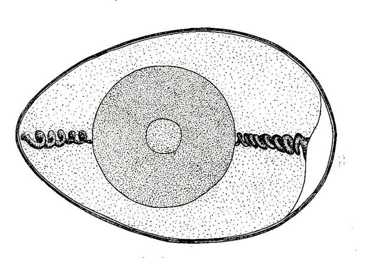 Строение яйца рисунок