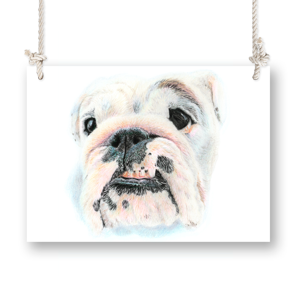 1000x1000 Eggnog The Bulldog - Eggnog Drawing