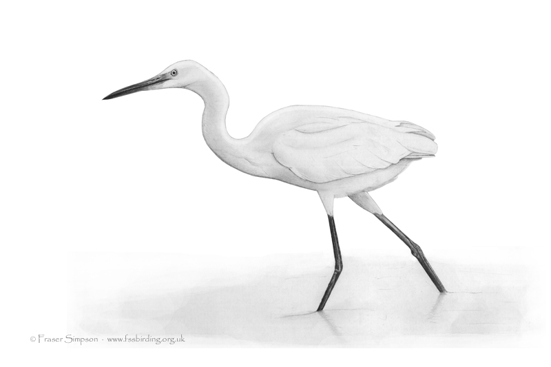 800x533 fraser's birding blog little egret drawing - Egret Drawing