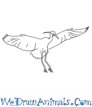 300x350 How To Draw A Little Egret - Egret Drawing