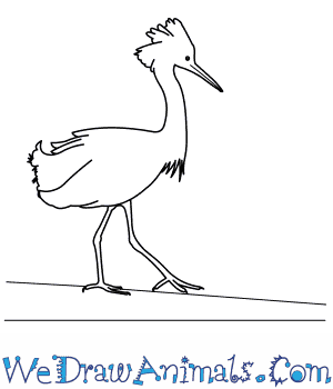 300x350 How To Draw A Snowy Egret - Egret Drawing