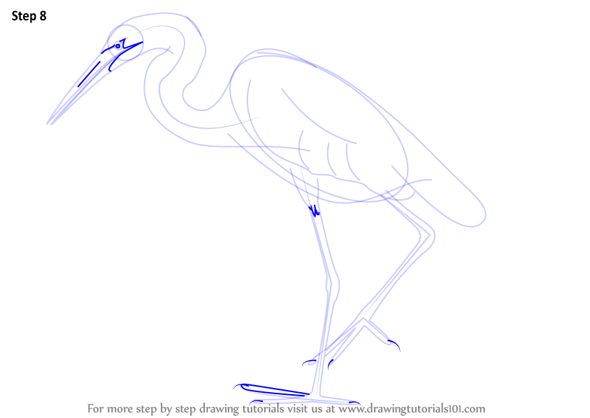 844x598 Learn How To Draw A Great Egret - Egret Drawing