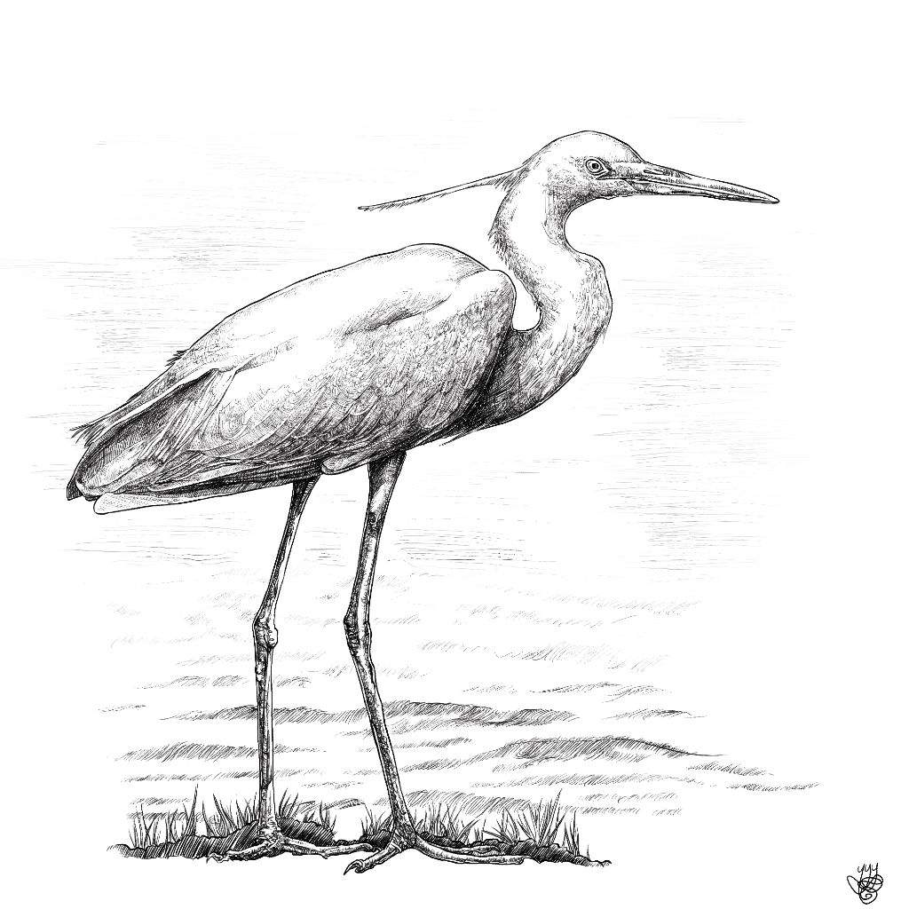 1024x1024 Little Egret Amino - Egret Drawing