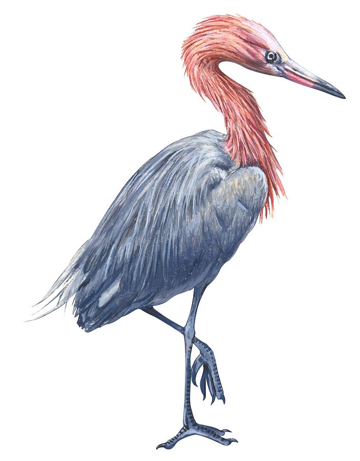 703x900 Reddish Egret Drawing - Egret Drawing