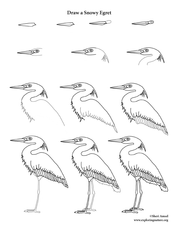 612x792 Egret - Egret Drawing