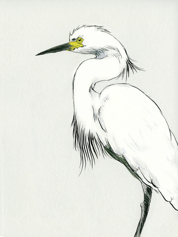 Egret Drawing at PaintingValley.com | Explore collection of Egret Drawing