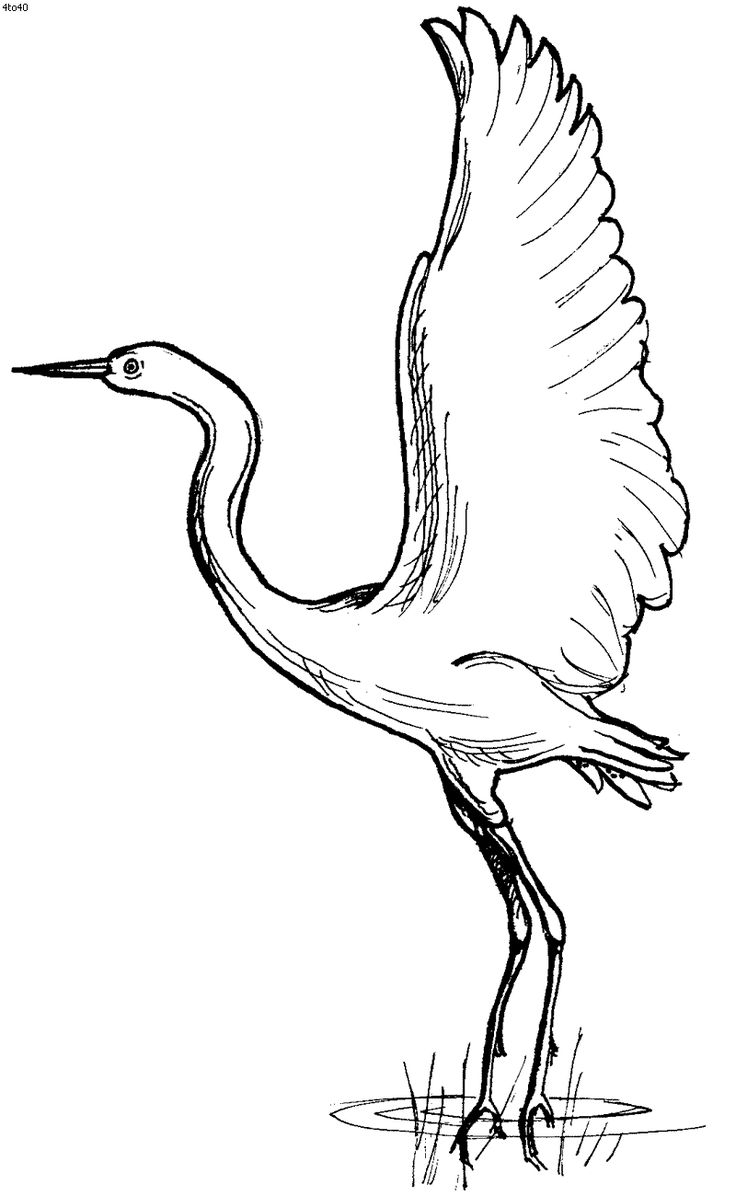 736x1196 Egret Picture Drawing Drawing Skill - Egret Drawing