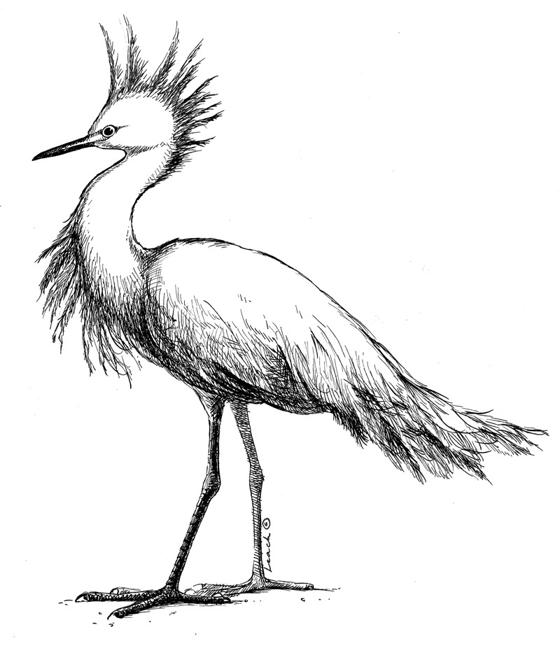 800x946 Egret Realistic Drawing Drawing Skill - Egret Drawing