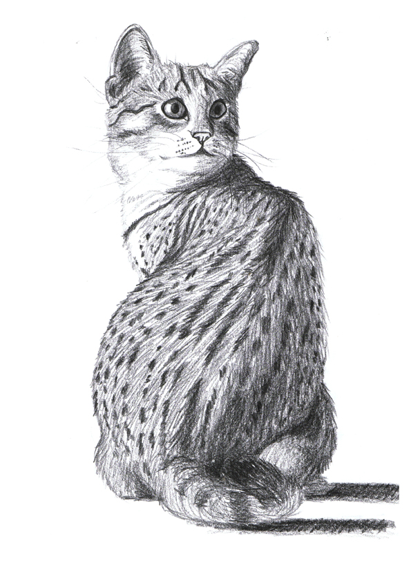 Egyptian Cat Drawing at PaintingValley.com | Explore collection of