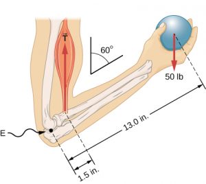 300x268 forces in the elbow joint body physics motion to metabolism - Elbow Drawing