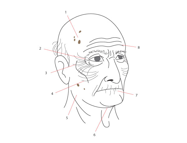 600x458 human anatomy fundamentals drawing different ages - Elderly Drawing