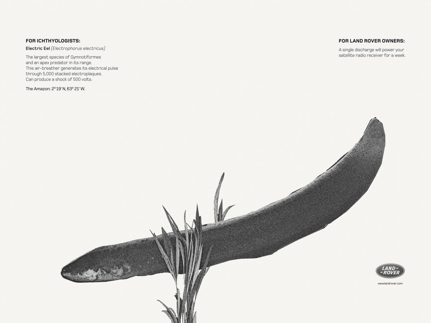 1440x1080 electric eel clios - Electric Eel Drawing