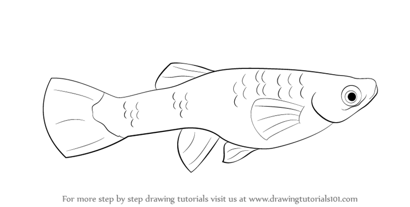 800x405 electric eel drawing - Electric Eel Drawing