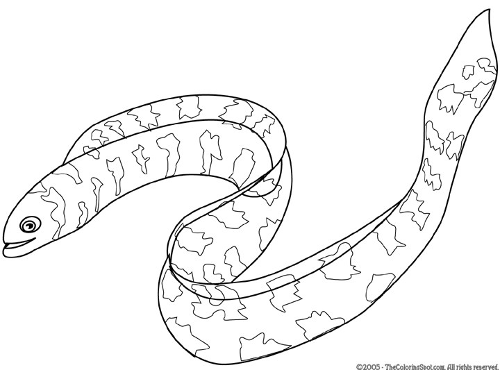 720x533 electric eel replacement parts - Electric Eel Drawing