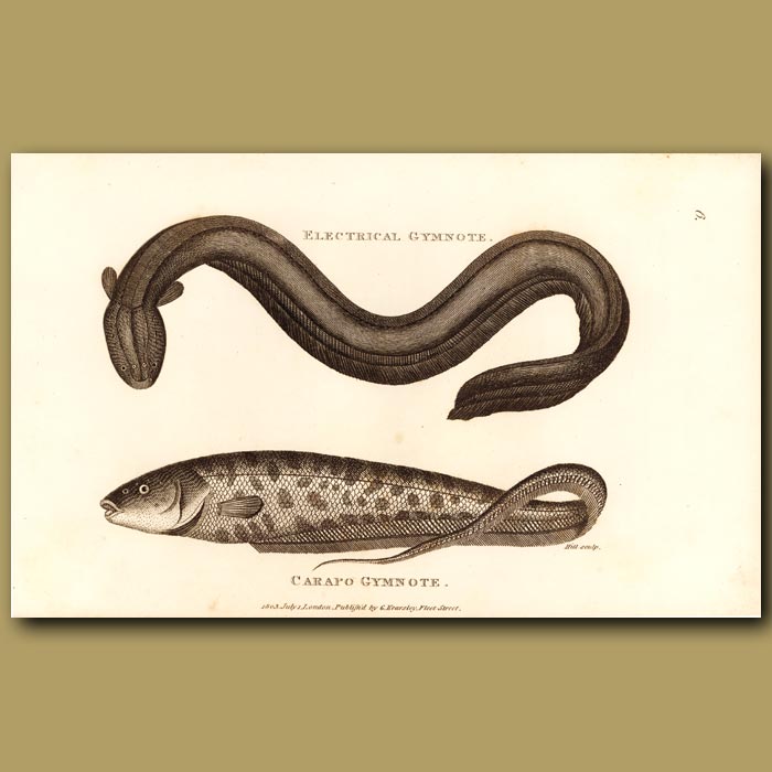Electric Eel Drawing at Explore collection of