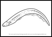 200x142 How To Draw Cartoon Eels Realistic Eels Drawing Tutorials - Electric Eel Drawing