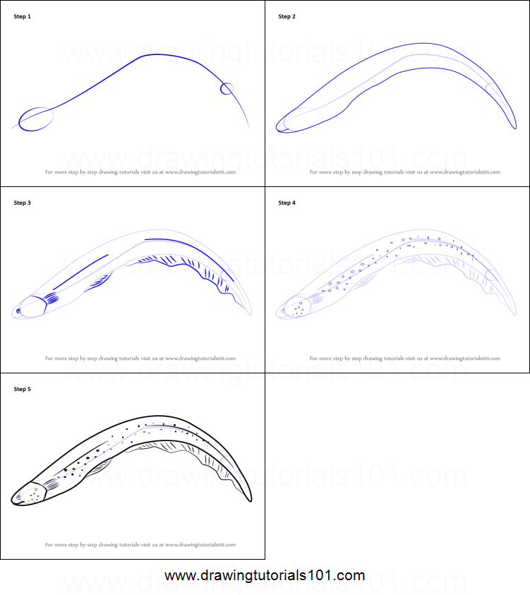 751x843 how to draw an electric eel printable step - Electric Eel Drawing