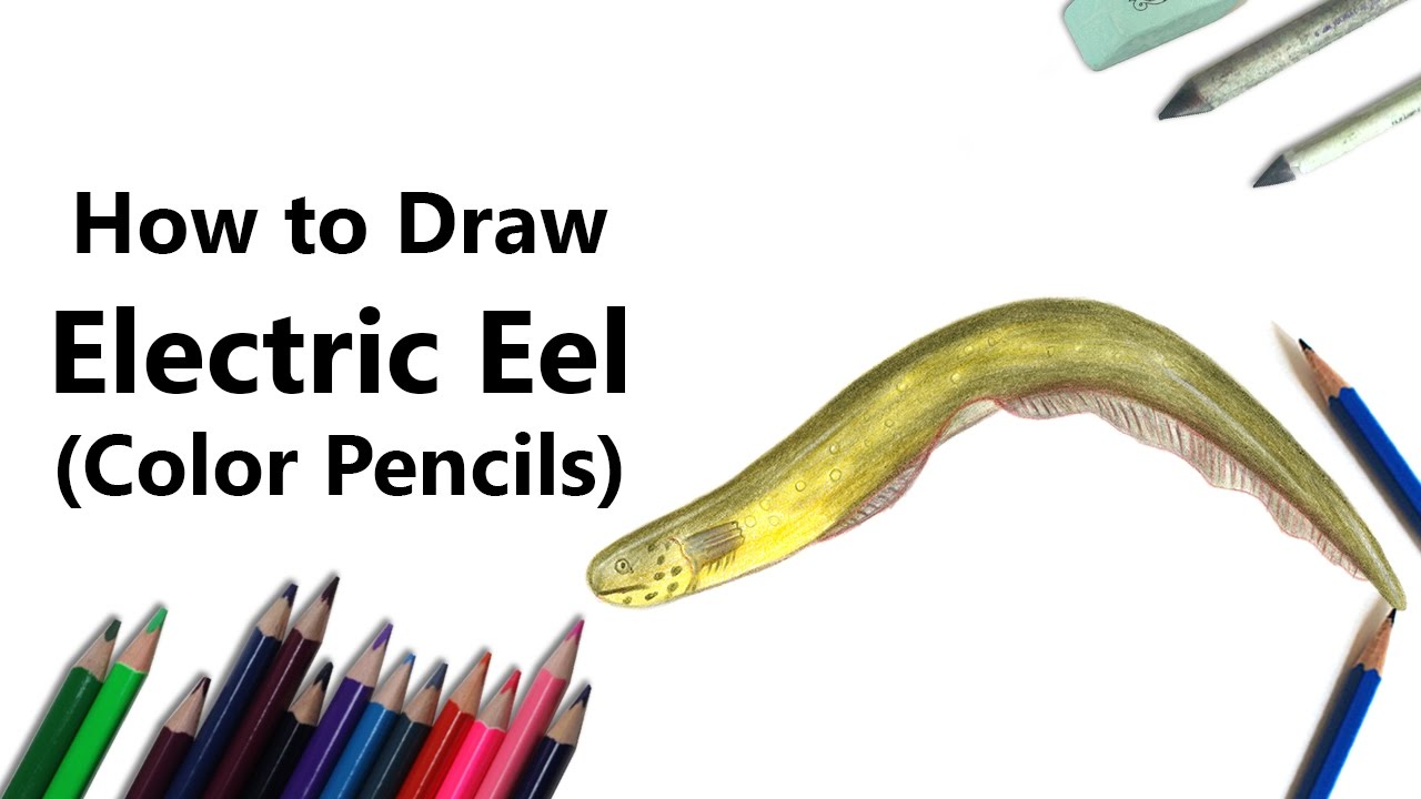 1280x720 how to draw an electric eel with color pencils - Electric Eel Drawing