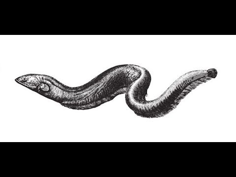 Electric Eel Drawing at PaintingValley.com | Explore collection of ...