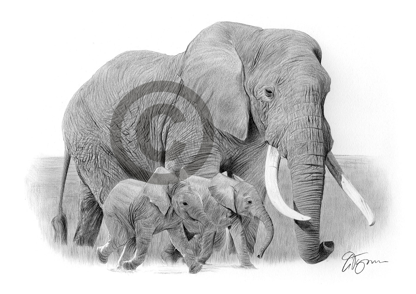 1414x1000 Elephant And Babies Pencil Drawing Art Print Sizes Signed - Elephant And Baby Drawing