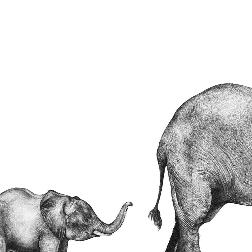 1000x1000 Framed Mummy And Baby Elephant Print Lale Guralp - Elephant And Baby Drawing