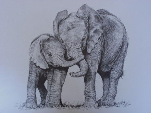500x375 Friends' - Elephant And Baby Drawing