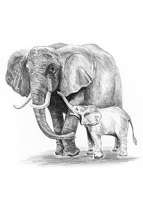 285x400 Sketching Made Easy Kits Drawing Kit - Elephant And Baby Drawing