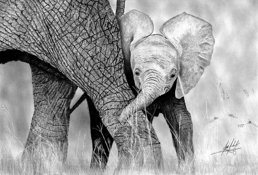 900x610 Mother And Baby Elephant Drawing Drawing - Elephant And Baby Drawing
