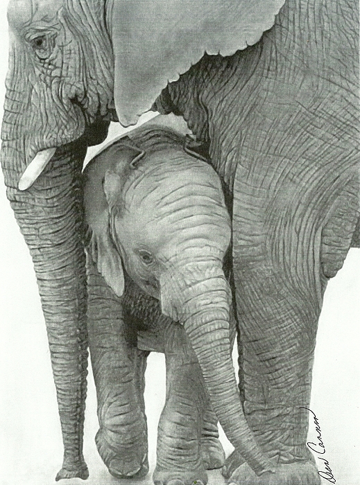519x700 Mother Elephant And Baby Drawing - Elephant And Baby Drawing