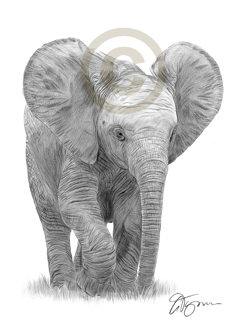 1000x1414 Pencil Drawing Of A Baby Elephant - Elephant And Baby Drawing