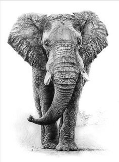 Elephant Cartoon Sketch at PaintingValley.com | Explore collection of ...