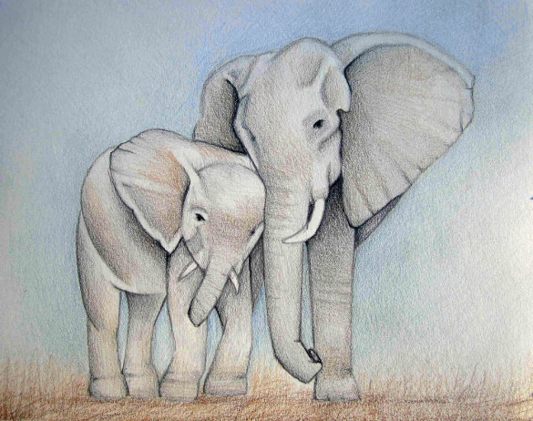 585x462 Elephant Drawings Free Printable, Png Format Download - Elephant Art Drawing