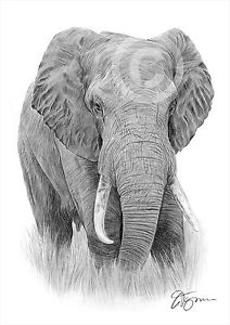 212x300 African Elephant Artwork Pencil Drawing Print Sizes Signed - Elephant Art Drawing