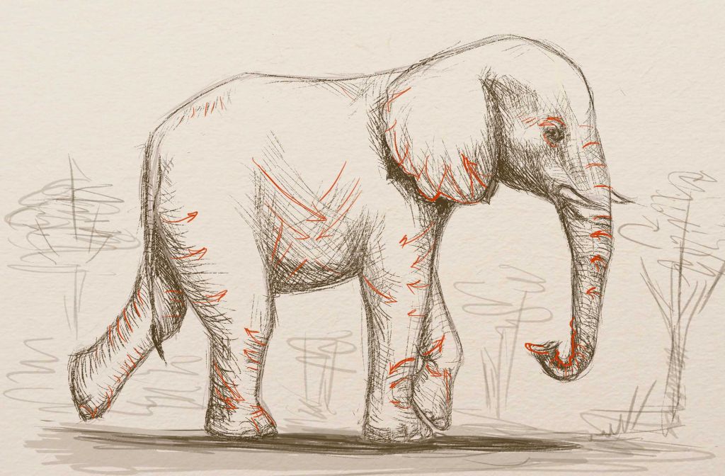 1024x672 How To Draw An Elephant - Elephant Art Drawing